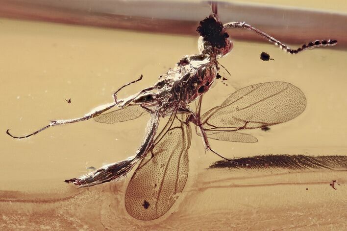 Detailed Fossil Wasp (Ismaridae) In Baltic Amber - Rare! #362674